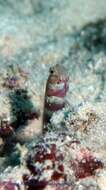 Image of Gorgeous prawn goby