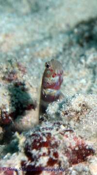 Image of Gorgeous prawn goby