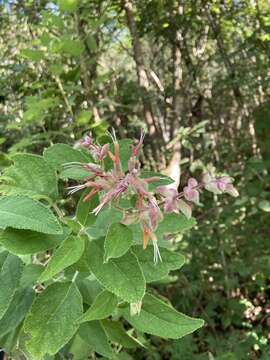 Image de Salvia lasiantha Benth.