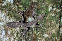 Image of Southern Leaf-tailed Gecko