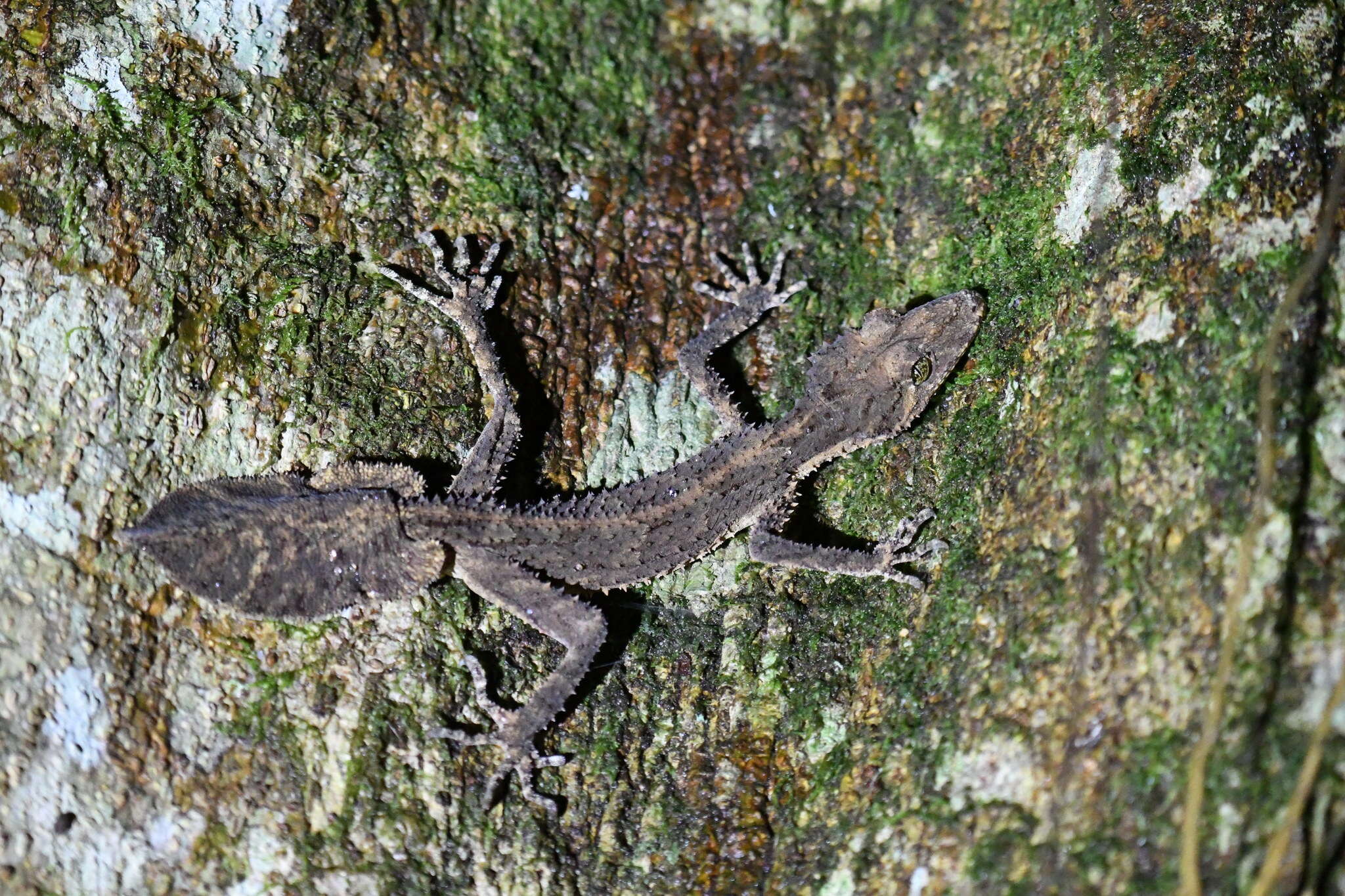 Image of Southern Leaf-tailed Gecko