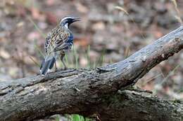 Imagem de Cinclosoma punctatum (Shaw 1795)