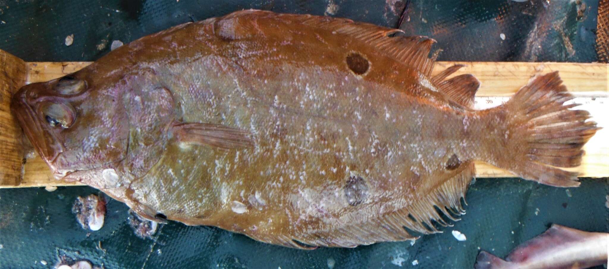 Image of Foureye flounder