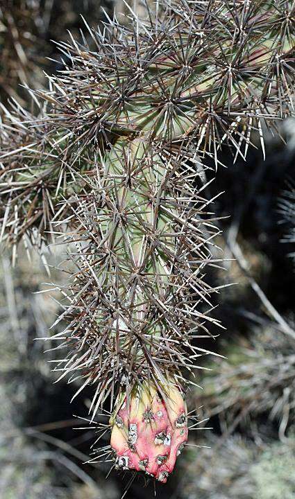 Imagem de Cylindropuntia santamaria (E. M. Baxter) Rebman