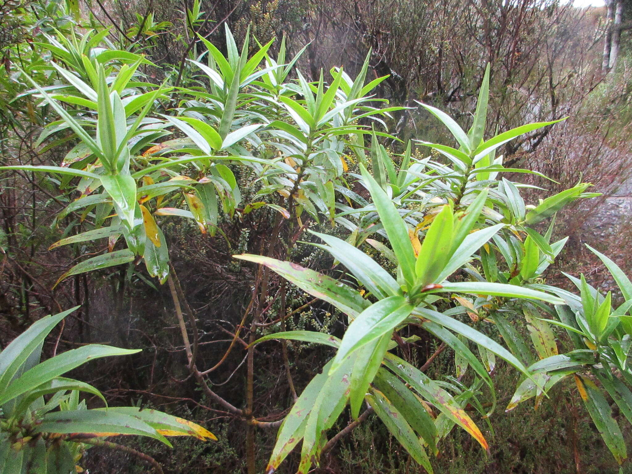 Image of Veronica stricta var. egmontiana (L. B. Moore) Garn.-Jones