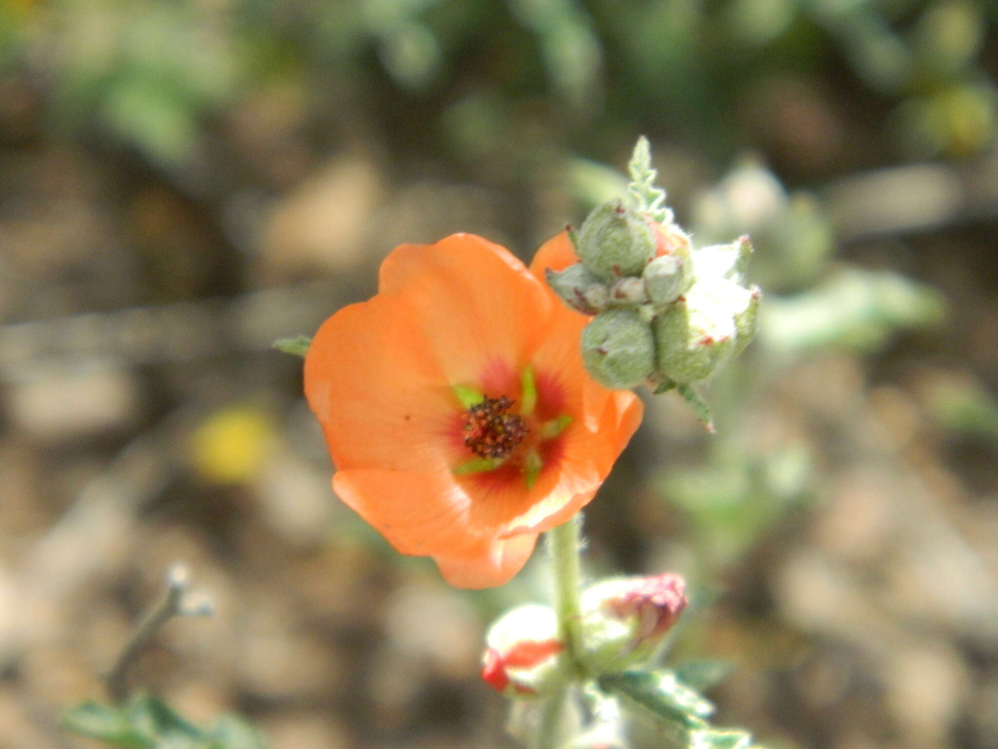 Image of Sphaeralcea crispa Hook. ex E. G. Baker