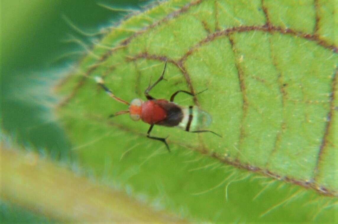 Image de Anagyrus paralia Noyes & Menezes 2000