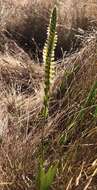 Image of Western Ladies'-Tresses