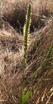 Image of Western Ladies'-Tresses