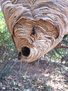 Image of Bald-faced Hornet