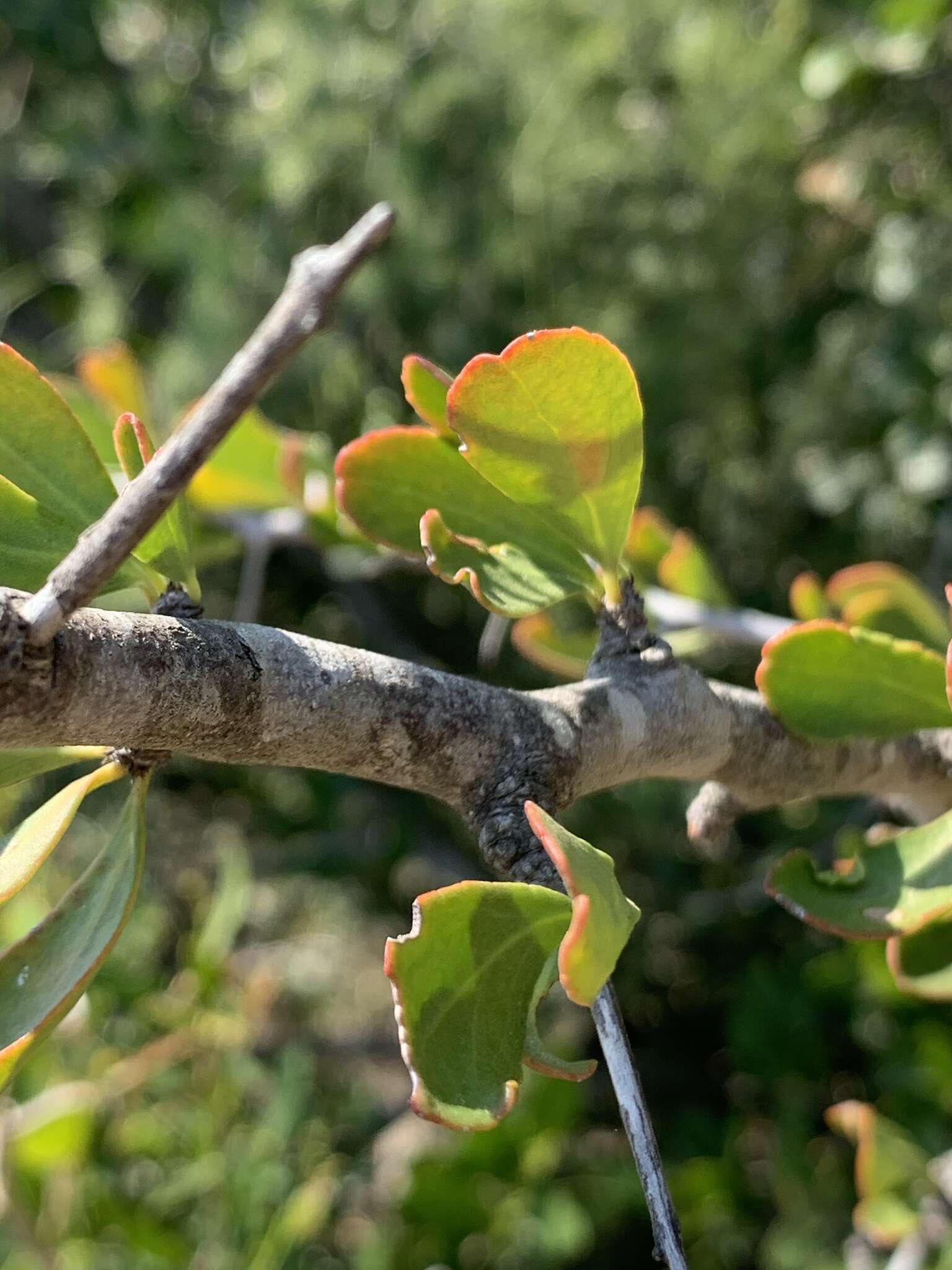 Image of Gymnosporia maranguensis (Loes.) Loes.