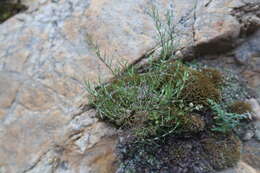 Image of Spergularia fasciculata Phil.