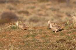 Image of Columbian Sharp-tailed Grouse