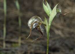 Image of Pterostylis spathulata M. A. Clem.