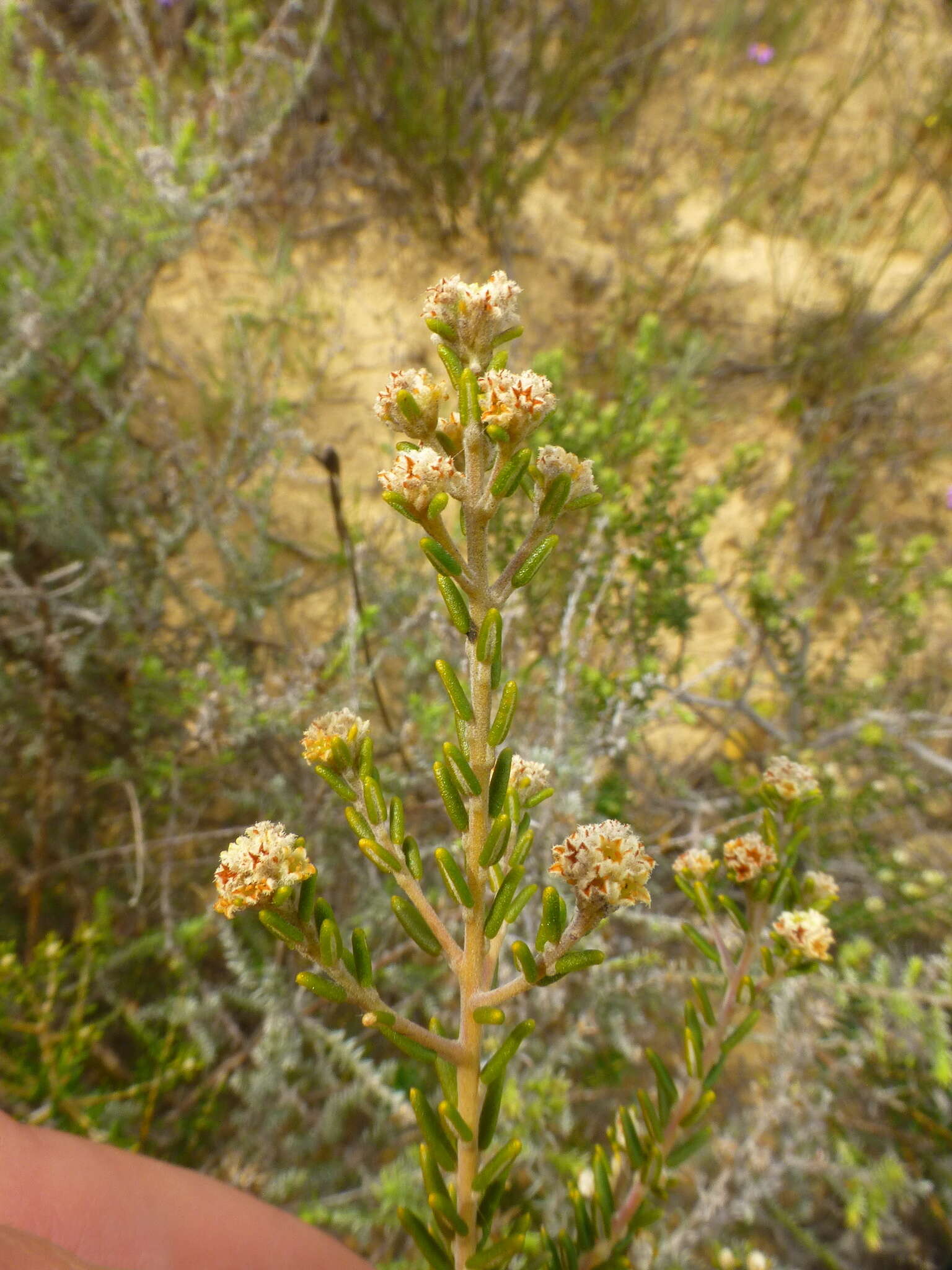 Image of Phylica cephalantha Sond.