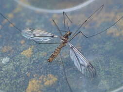 Image of Leptotarsus (Macromastix) cubitalis (Edwards 1923)