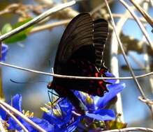 Image of Parides photinus (Doubleday 1844)