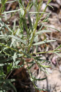 Image of saltmarsh false foxglove