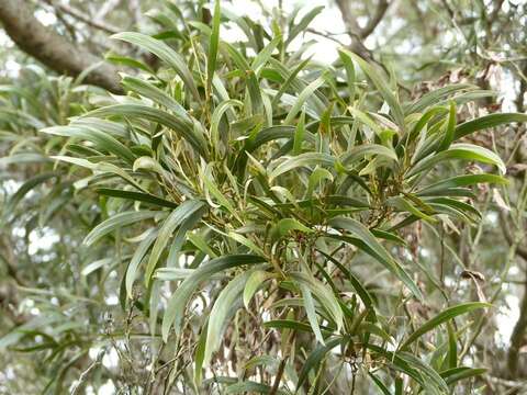 Слика од Acacia heterophylla (Lam.) Willd.