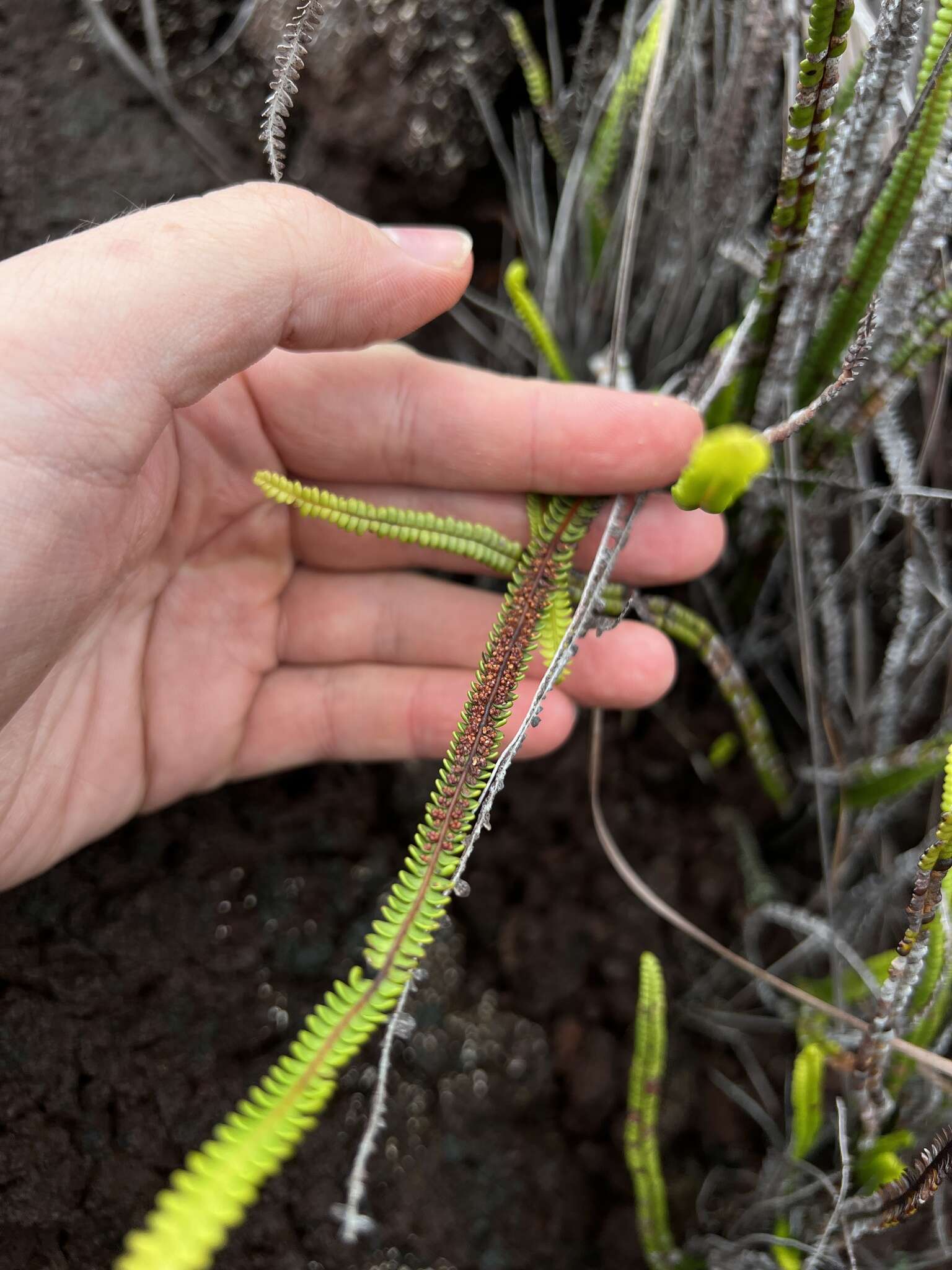 Imagem de Stromatopteris