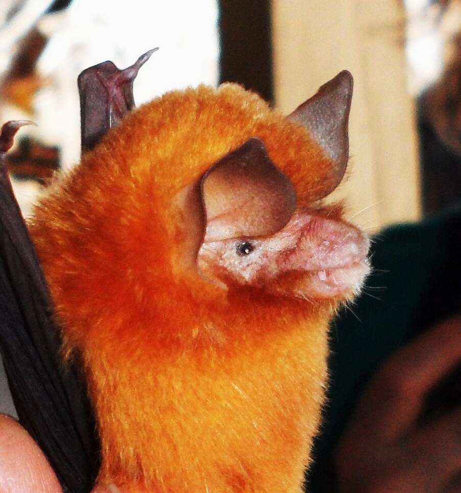 Image of Mexican Greater Funnel-eared Bat