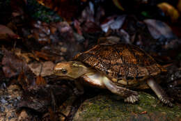 Image of Beale's Eyed Turtle