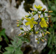 Image of Hypericum lanuginosum Lam.