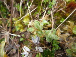 Image of Cerastium imbricatum Kunth