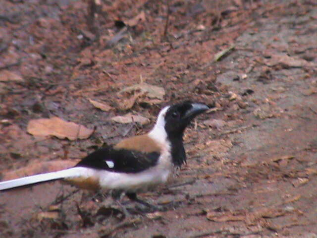 Image of White-bellied Treepie