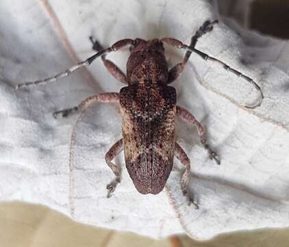 Image of Pterolophia (Hylobrotus) annulata (Chevrolat 1845)