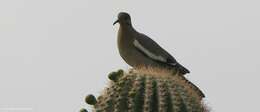 Image of White-winged Dove