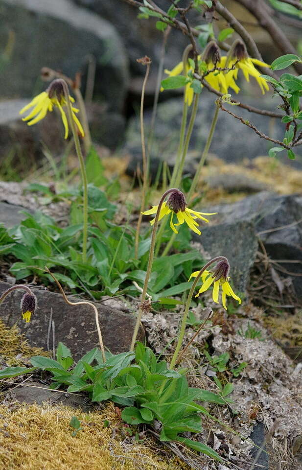 Image of nodding arnica