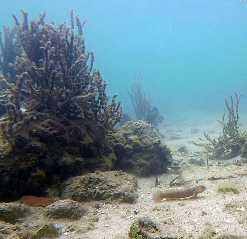 Image of Crested oystergoby