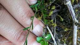 Pombalia parviflora (Mutis ex L. fil.) Paula-Souza resmi