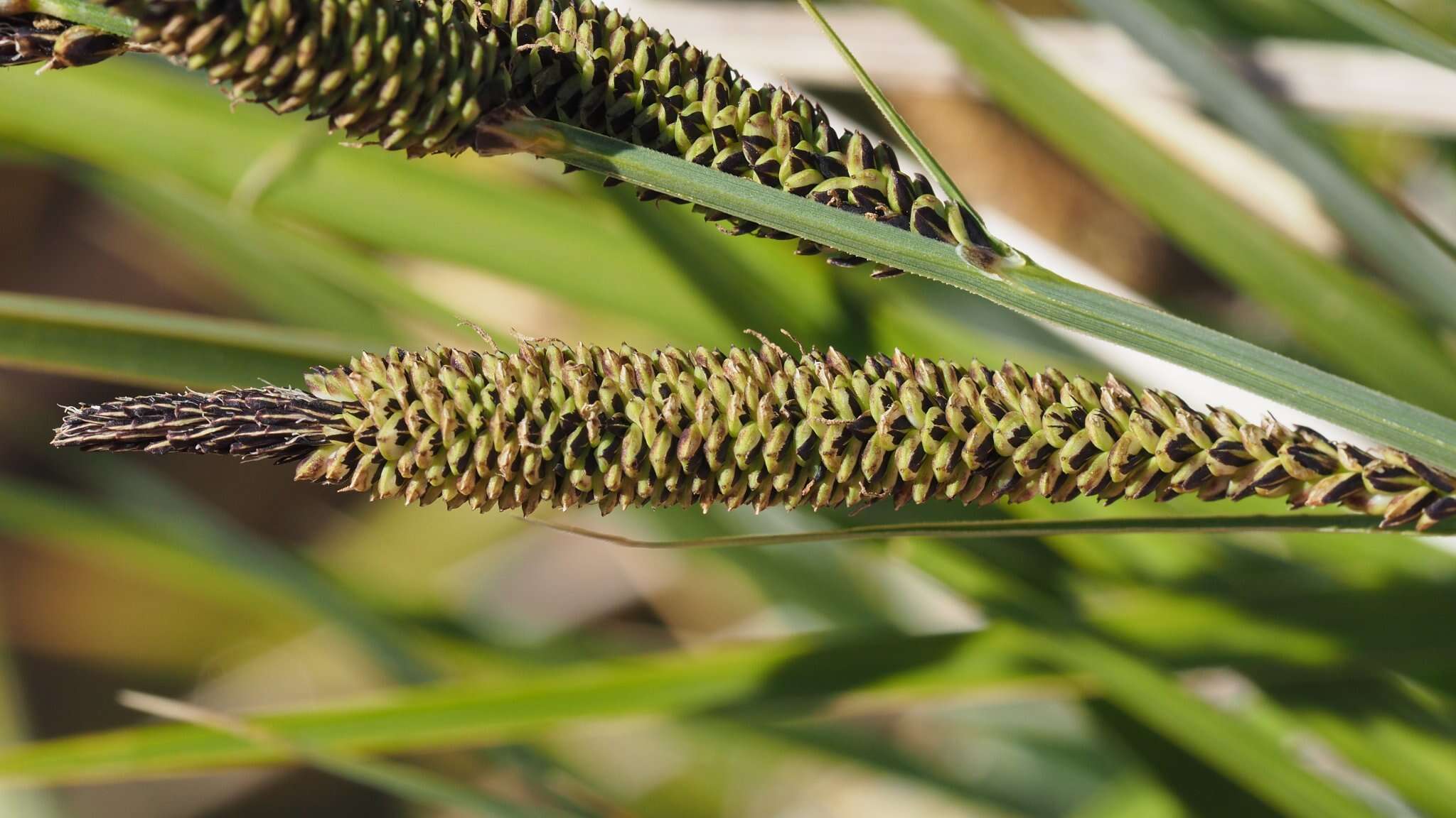 Image of Western Rough Sedge