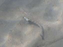 Image of Spotted Weever