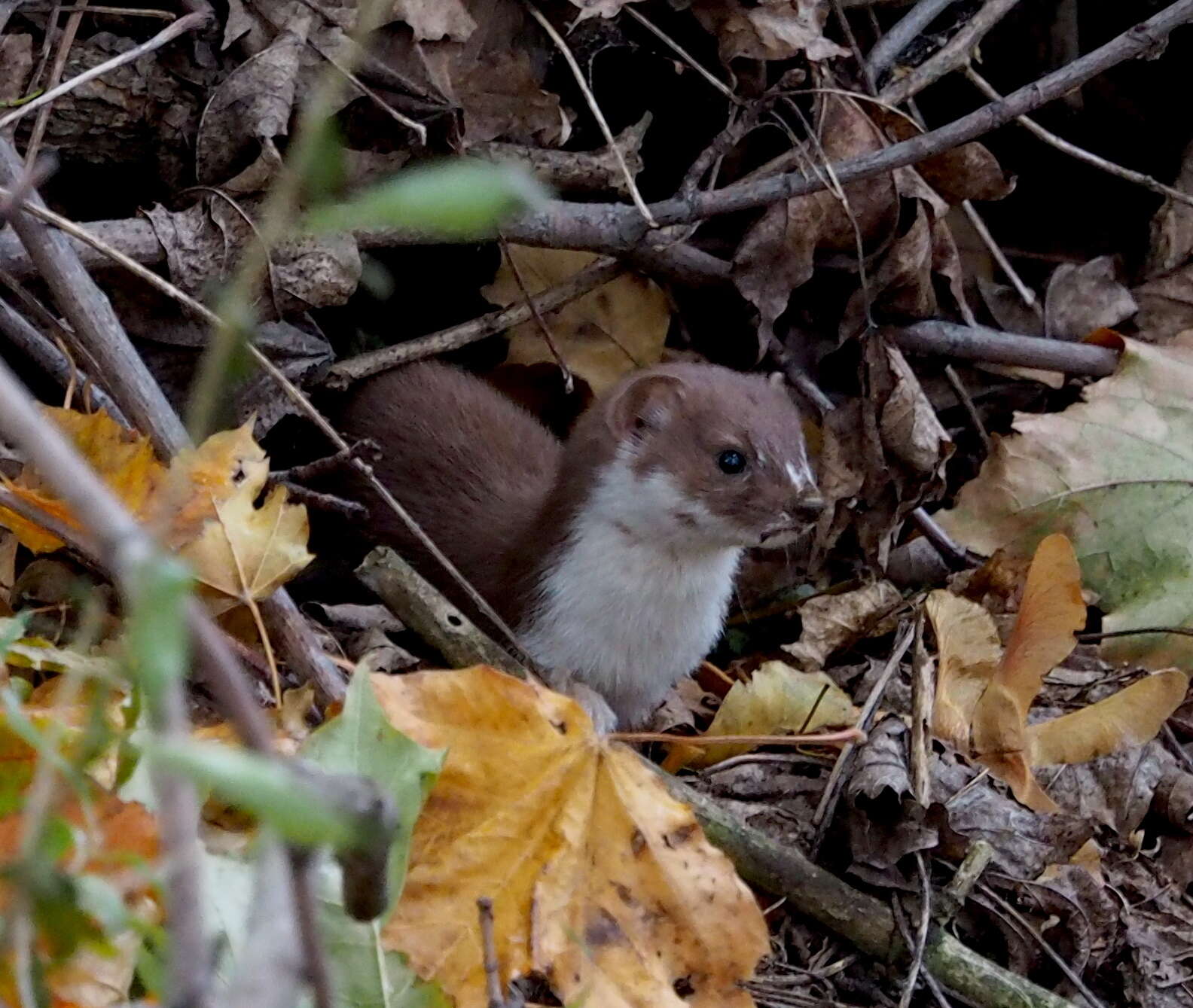 Image de Tayra, Grison, Ratel, Martres, Belettes, Hermine