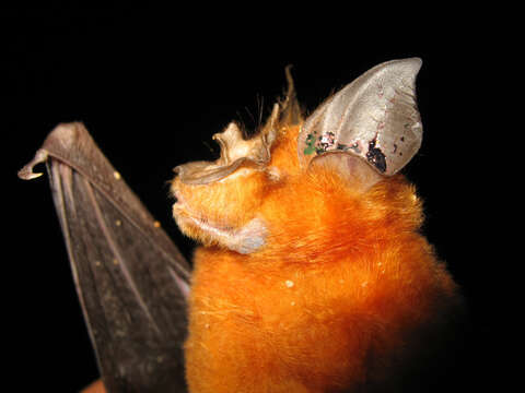 Image of Halcyon Horseshoe Bat