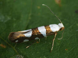 Image of Argyresthia brockeella Hübner 1805