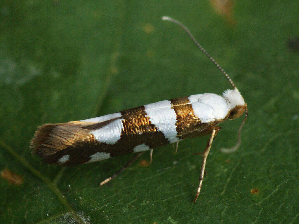 Image of Argyresthia brockeella Hübner 1805