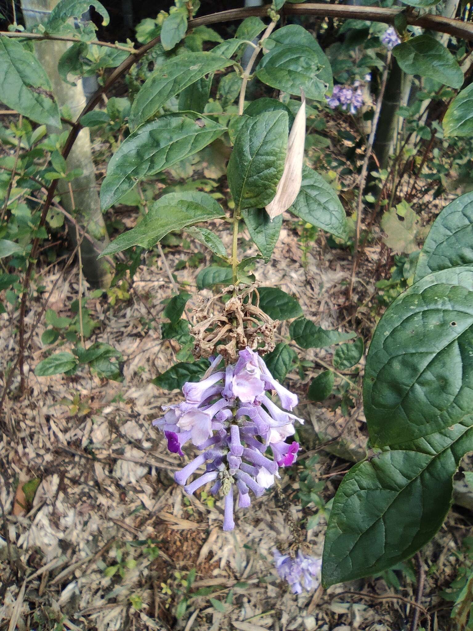 Image de Buddleja lindleyana Fortune ex Lindl.