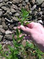 Image of European wallflower