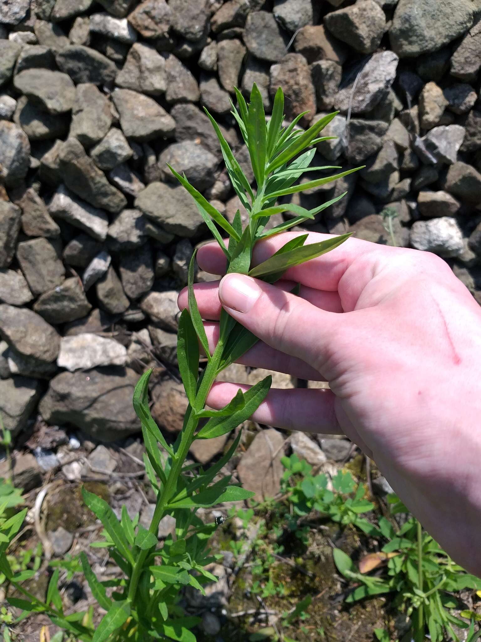 Image of European wallflower