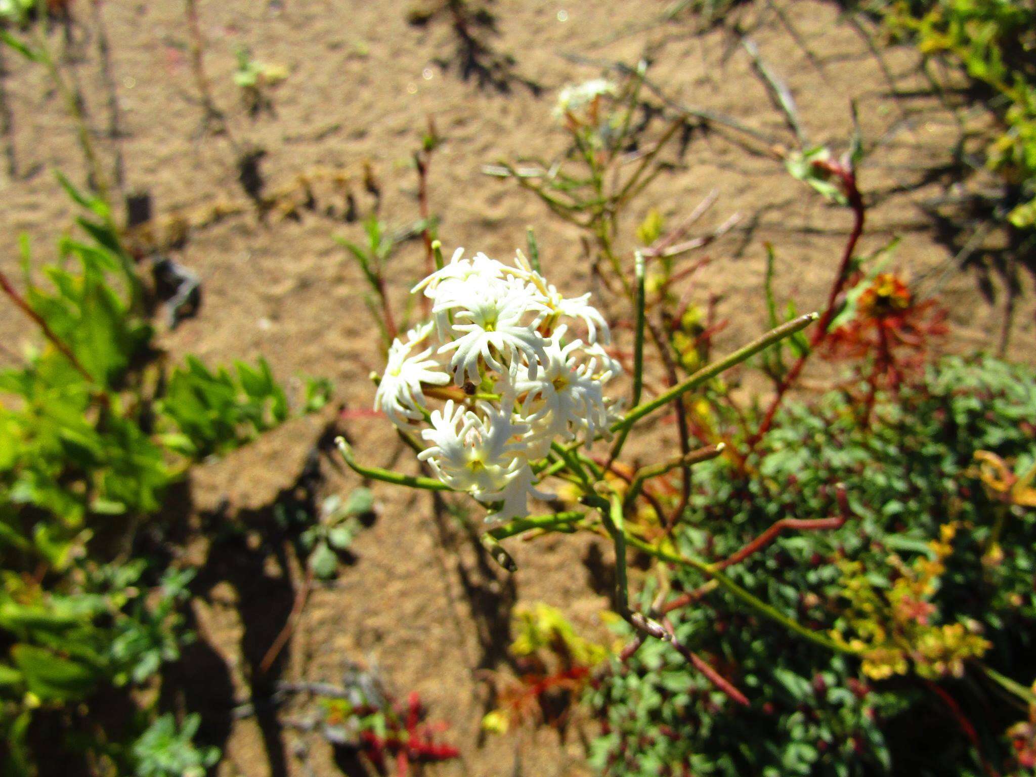 Plancia ëd Schizopetalon tenuifolium Phil.