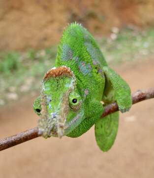 Image of West Usambara Blade-horned Chameleon