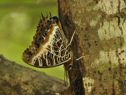 Image of Charaxes pollux