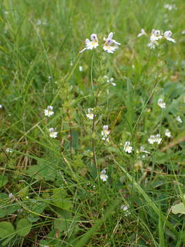 Imagem de Euphrasia officinalis L.