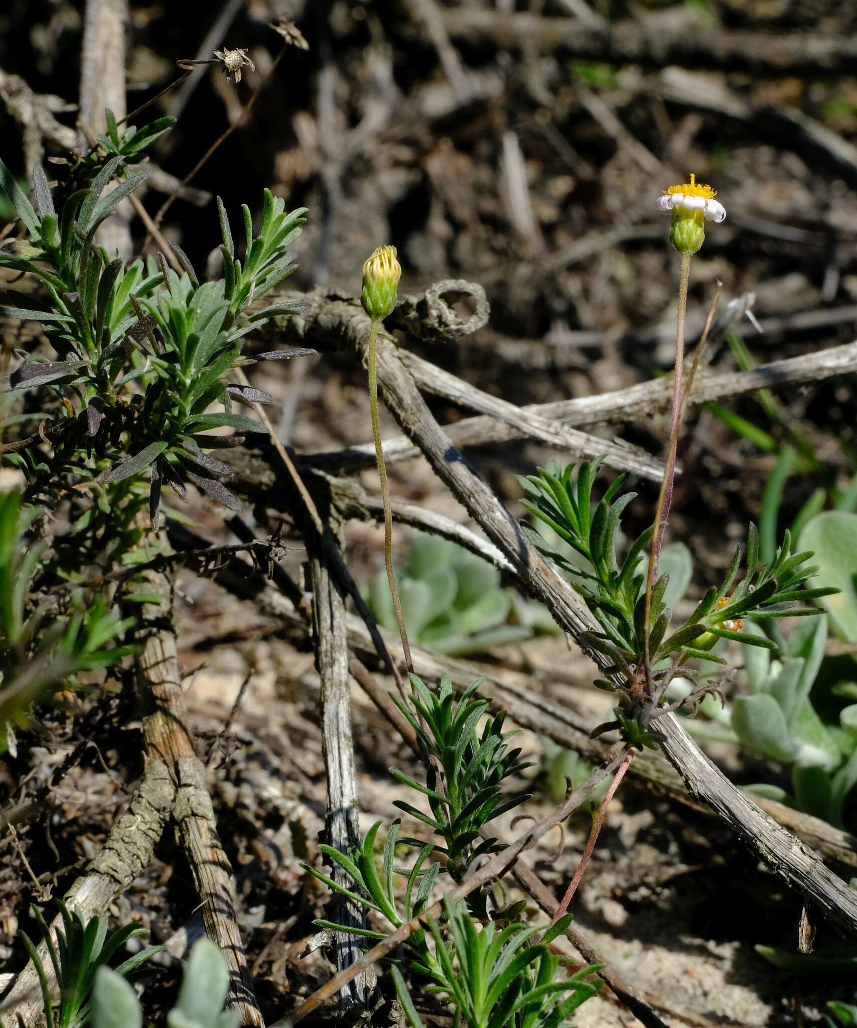 Image of Felicia hyssopifolia (Berg.) Nees