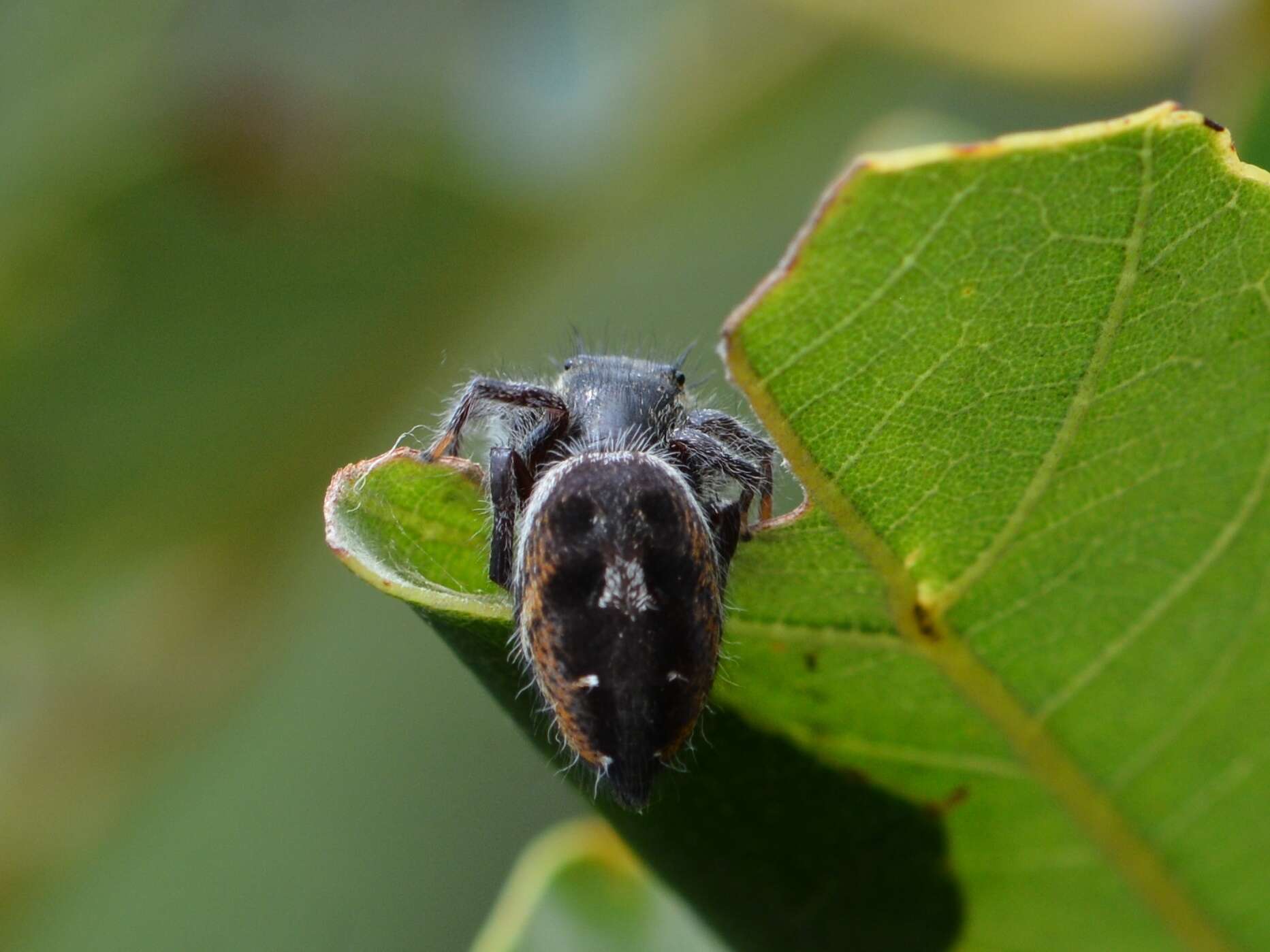 Image of Phidippus insignarius C. L. Koch 1846