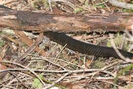 Image of Australian Tiger Snakes